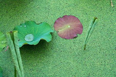 D3P少女新游《DesperaDrops》11月30日登陆Switch